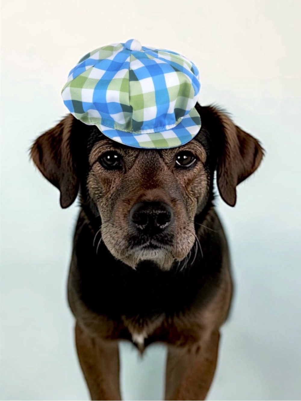 Vibrant Life Plaid Newsboy Hat